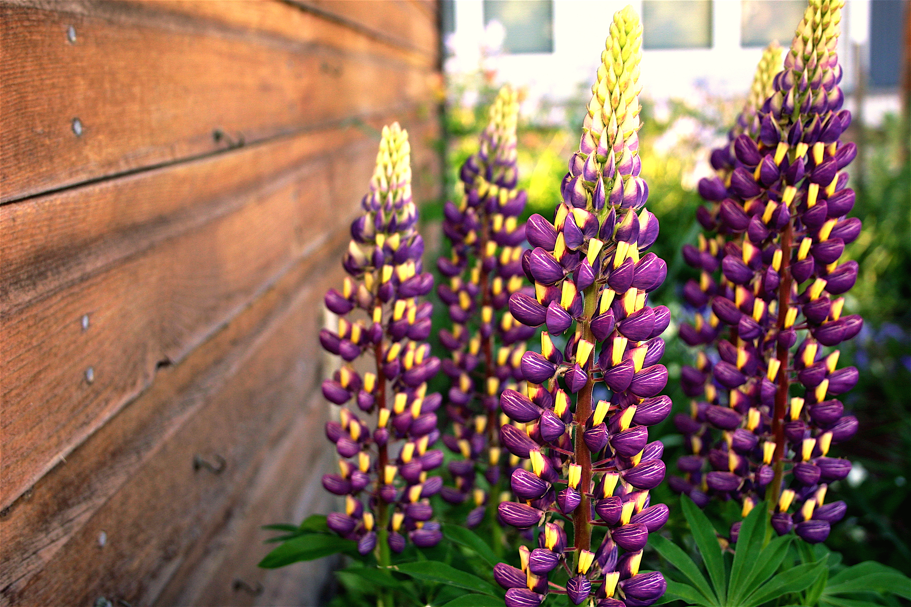 Lupinus PURPLE YELLOW